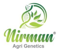 Nirman Agri Genetics SME IPO GMP Updates